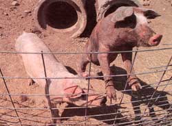 Pigs in a pen.